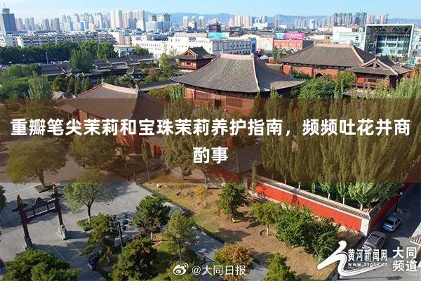 重瓣笔尖茉莉和宝珠茉莉养护指南，频频吐花并商酌事
